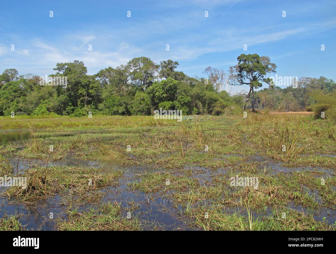 View over a wetland in open forest habitat, Tmatboey, Cambodia Stock Photo