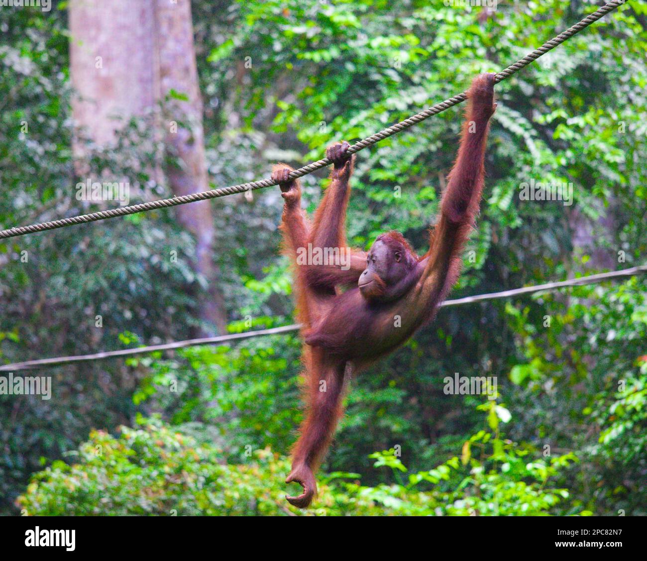 Orangutan, Pongo Pygmaeus, Malaysia, Sabah, Sepilok, Stock Photo