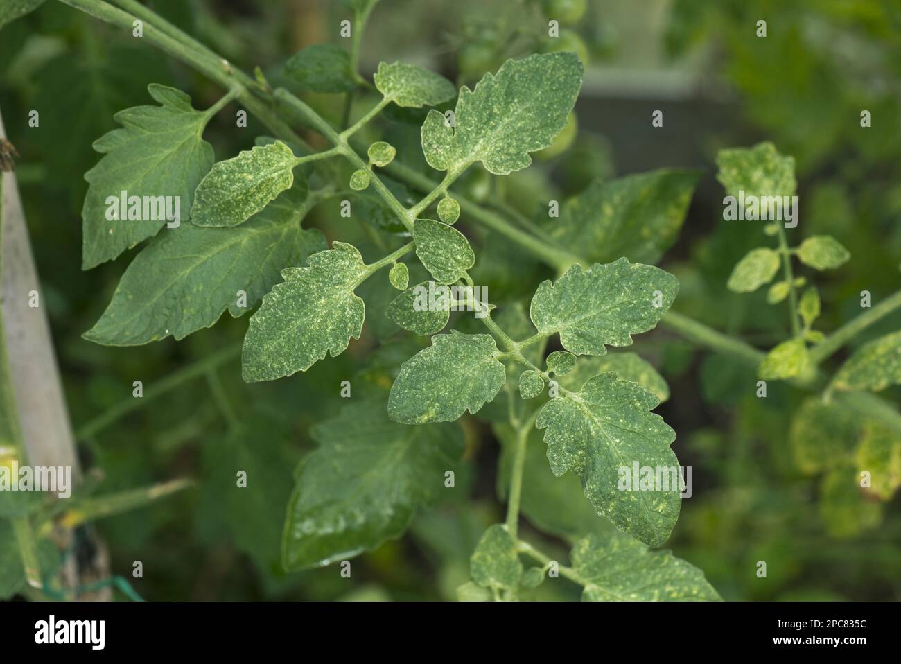 Twospotted spider mite, Tetranychus urticae, grazing damage on leaves