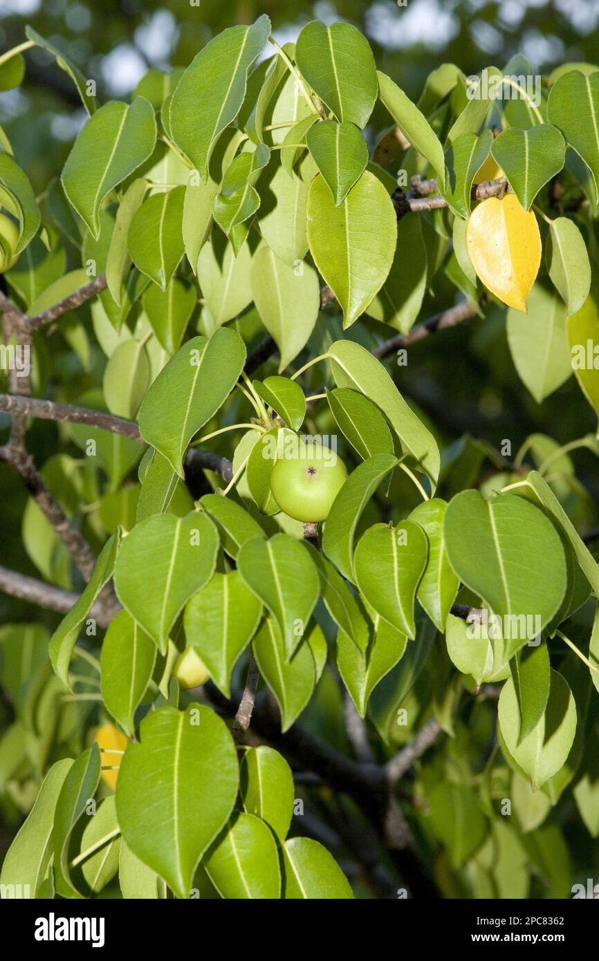Manchineel (Hippomane mancinella), Spurge family, Poison Apple, Manchineel, Galapagos Stock Photo