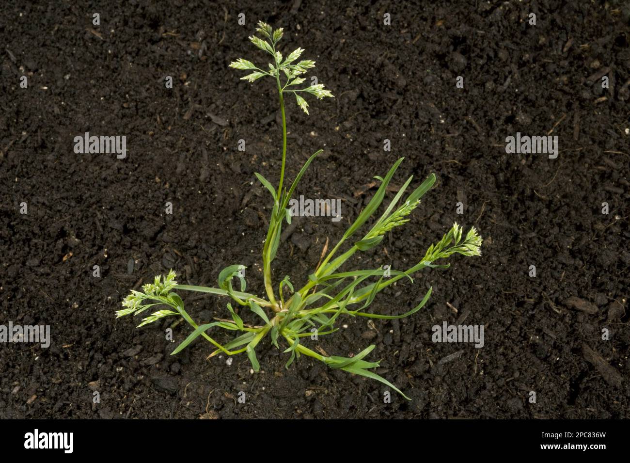 Annual meadow-grass, Poa annua, with tillers and flower on annual garden and agriculture weed Stock Photo