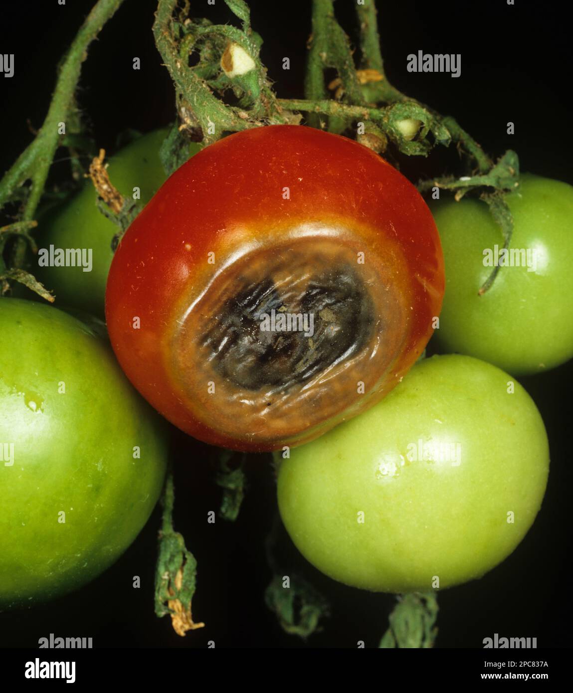 Blossom and end rot on tomato fruits caused by calcium deficiency Stock Photo