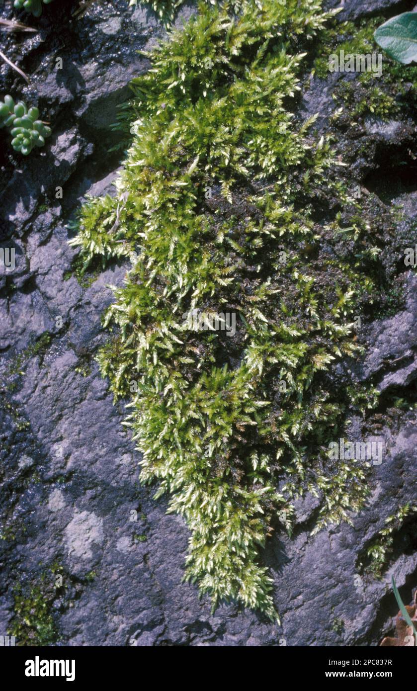 Common short-stalked moss, Crutched short-stalked moss (brachythecium rutabulum), Short capsule moss, Cone moss, Mosses, Rough-stalked feather-moss Stock Photo
