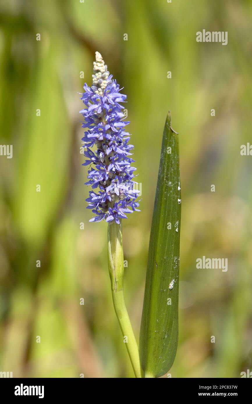 Pickerelweed (Pontederia cordata), water hyacinth family, Pickerel weed, Pickerelweed Florida Stock Photo