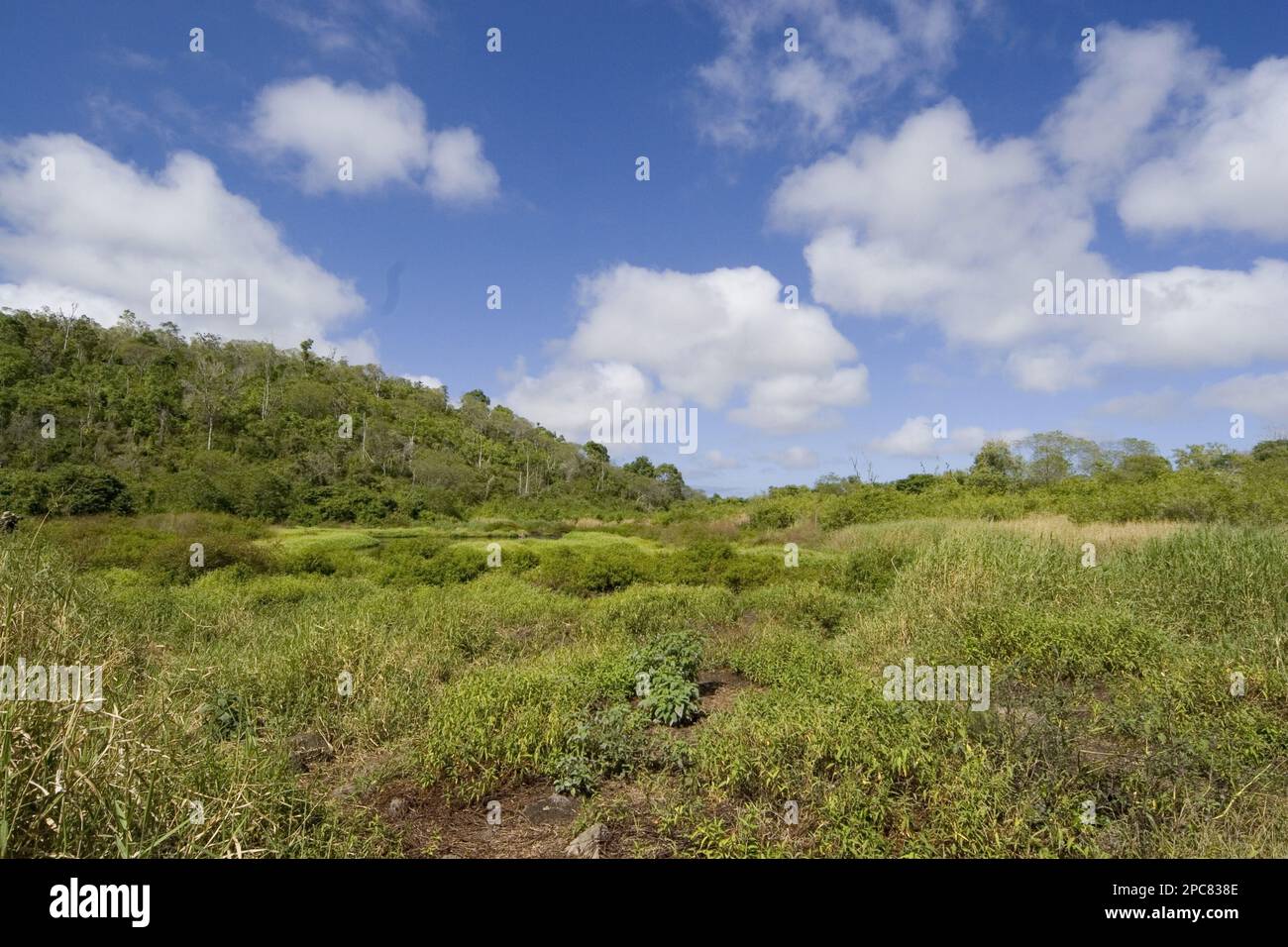 Highland Turtle Reserve on Santa Cruz Island, Galapagos, Scalesia Forest Area Stock Photo