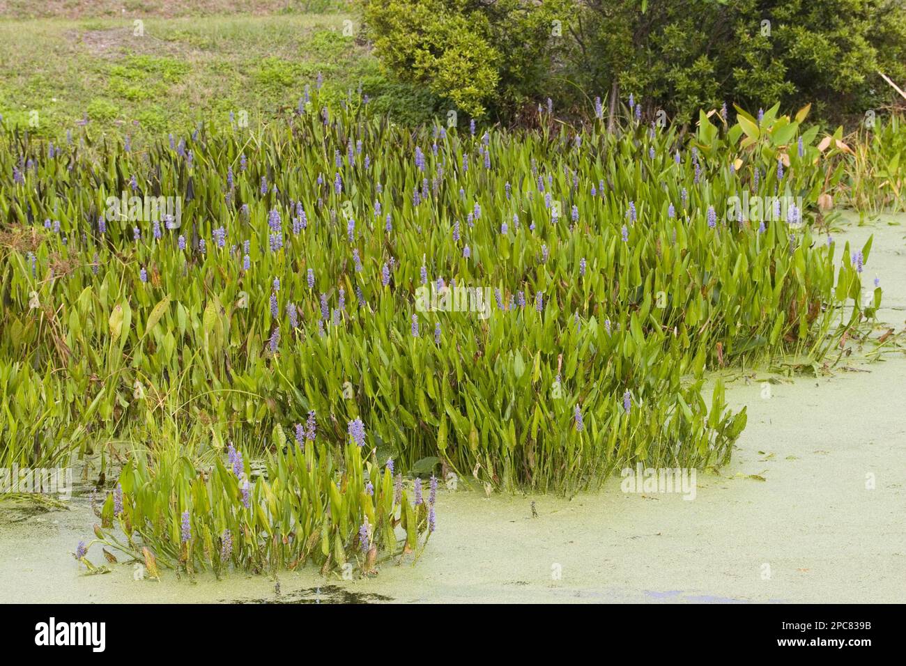 Heartleaf pondweed, water hyacinth family, Pickerel weed, pondederia cordata, Everglades Stock Photo