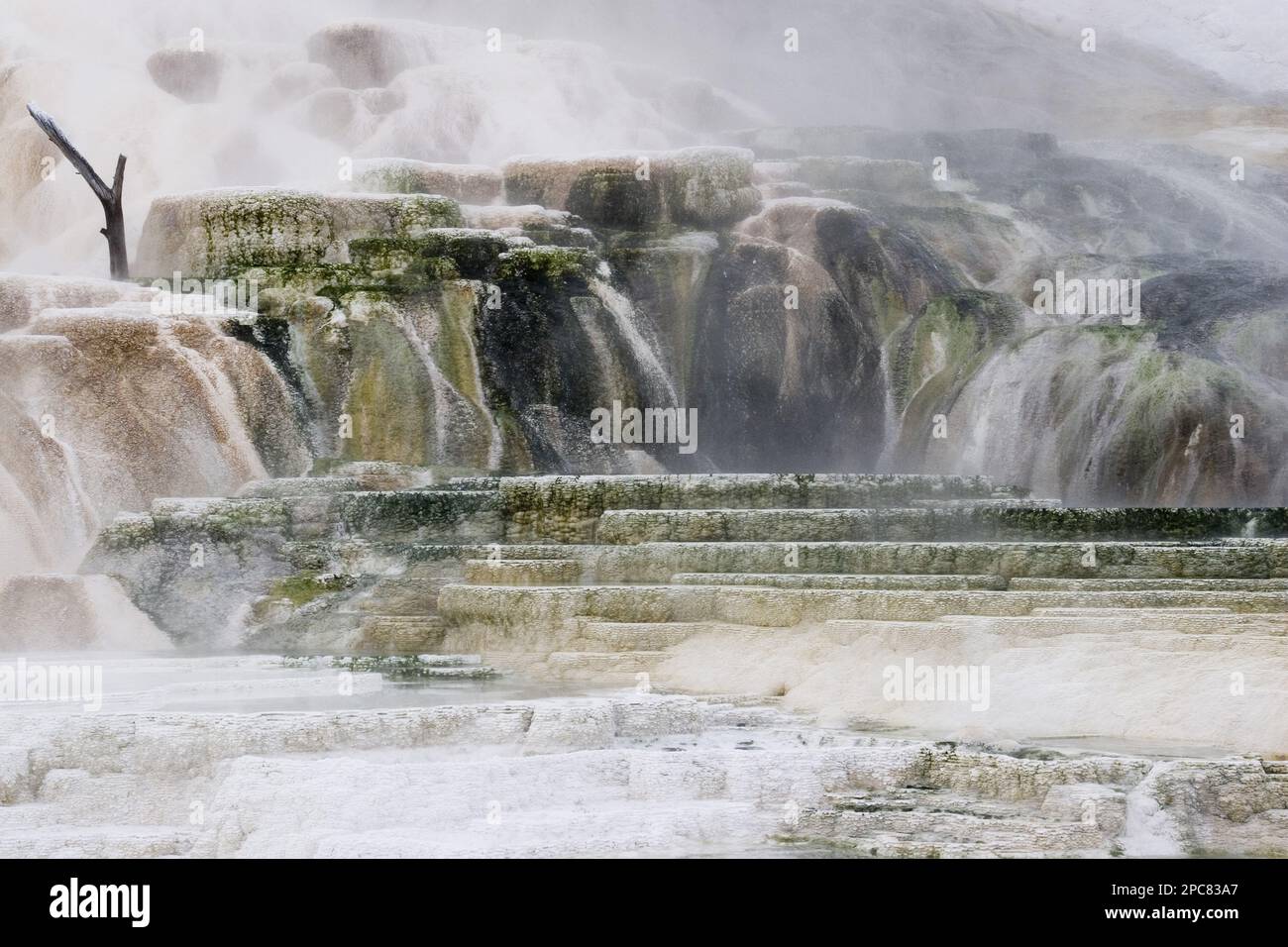 Thermophilic grow in the warm thermal water of palette