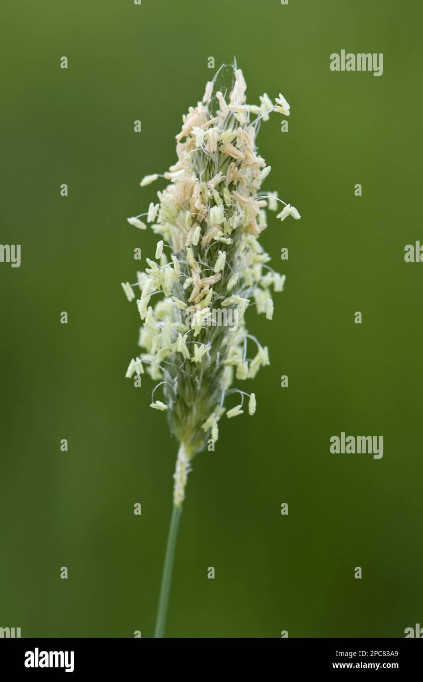 Flowering head of timothy-grass (Phleum pratense), with male filaments and stamens Stock Photo