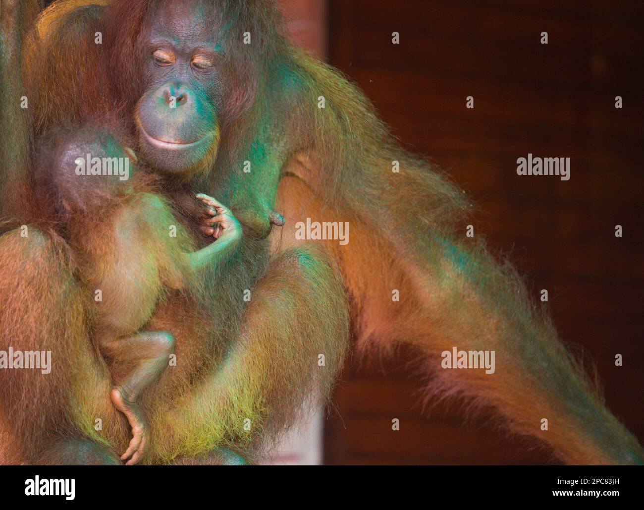 Orangutan, Pongo Pygmaeus, Malaysia, Sabah, Sepilok, Stock Photo