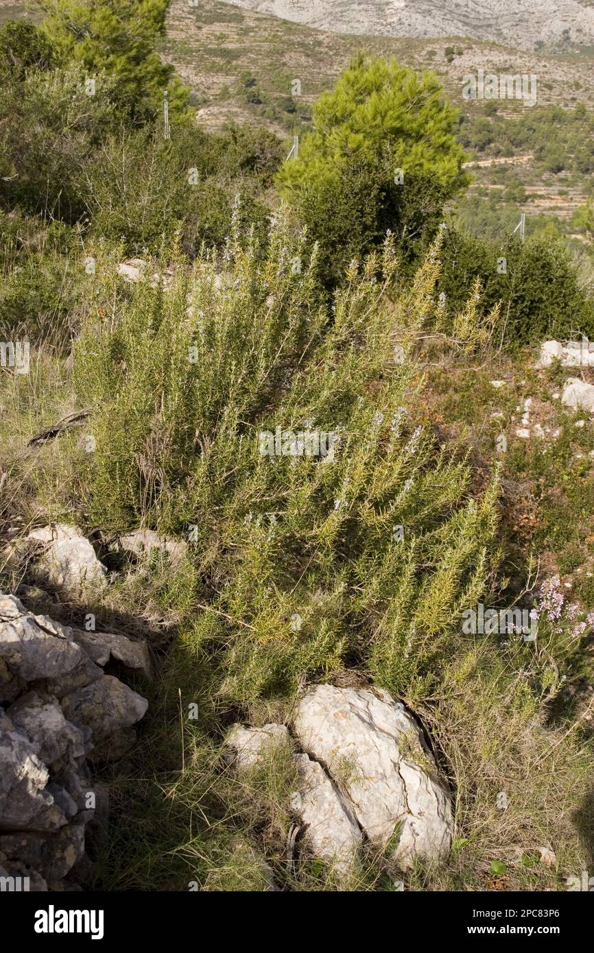 Wild rosemary (Rosmarinus officinalis), grows in Spain Stock Photo Alamy