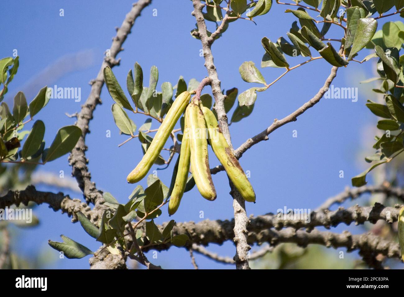 Carob or carob tree (Ceratonia siliqua), fruit in Crete Stock Photo Alamy