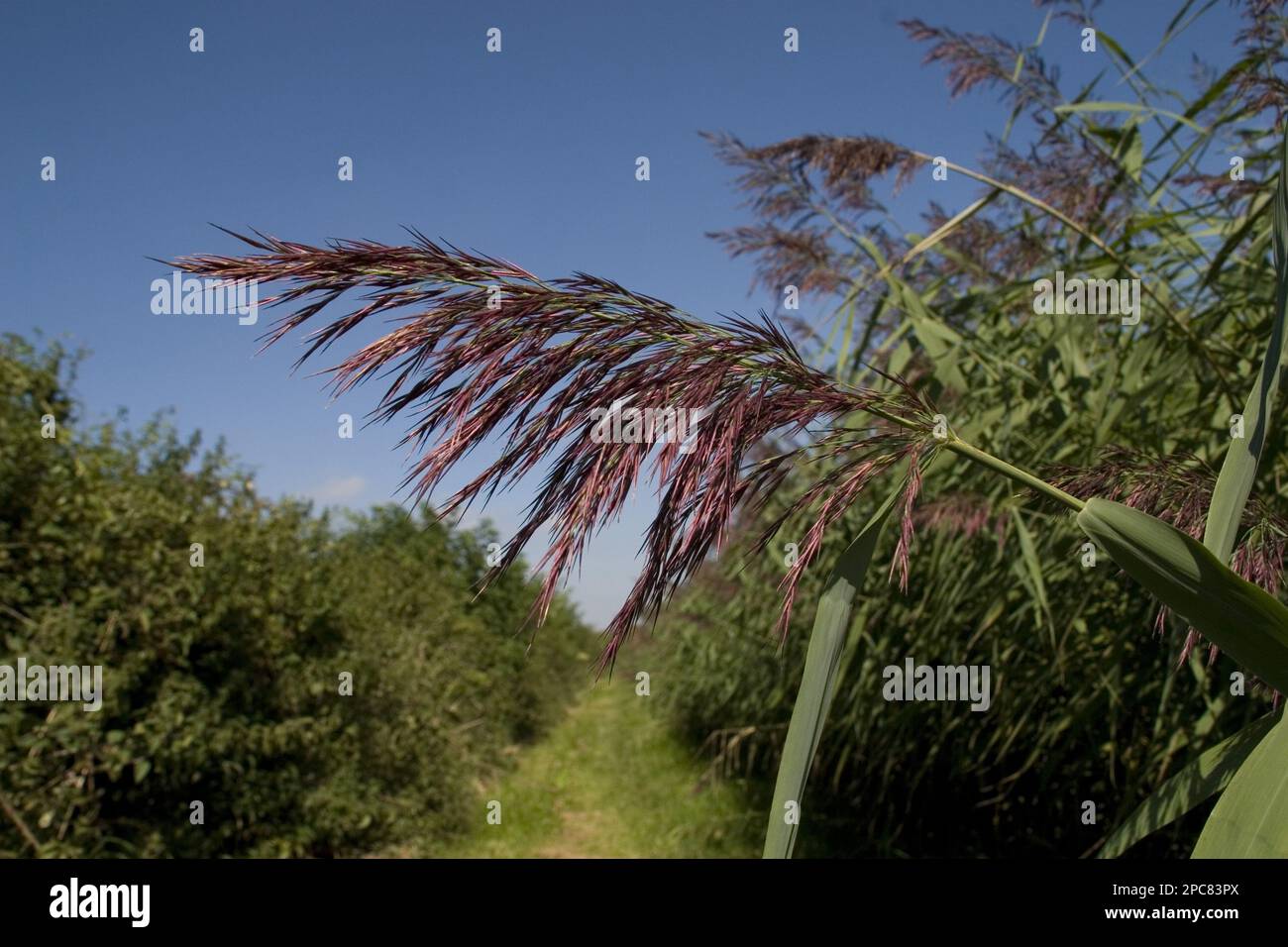 Common reed (Phragmites communis), sweet grasses, common reed Stock Photo