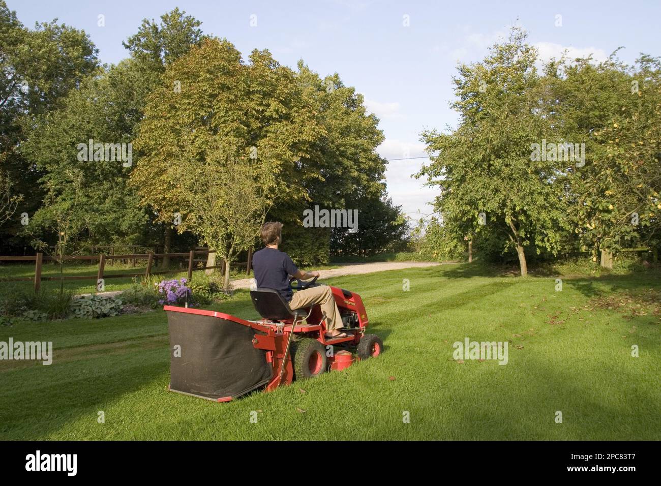 Use of a petrol-driven tractor lawnmower to mow garden lawns with grass catcher box Stock Photo