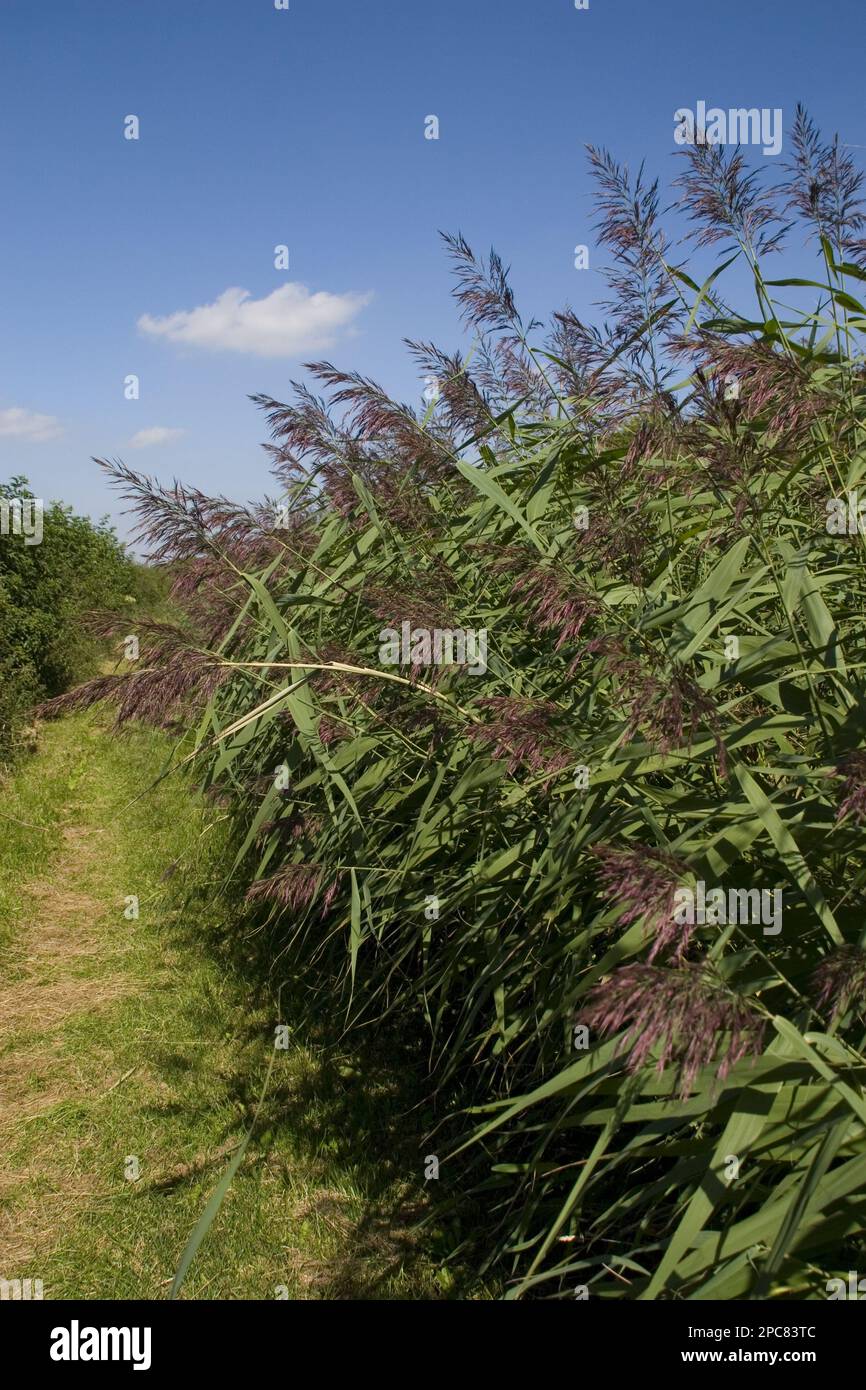 Common reed (Phragmites communis), sweet grasses, commpn reed Stock Photo