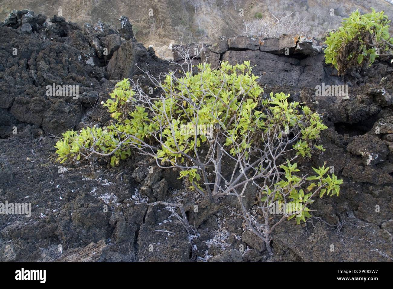 Scalesia divisa, San Cristobal, growing in volcanic lava rock in a coastal bay Stock Photo