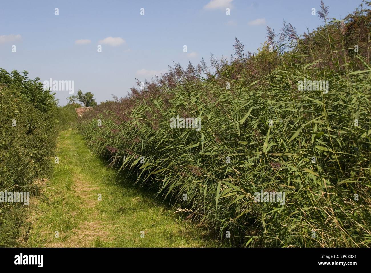 Common reed (Phragmites communis), Sweet grasses, Common reed Stock Photo