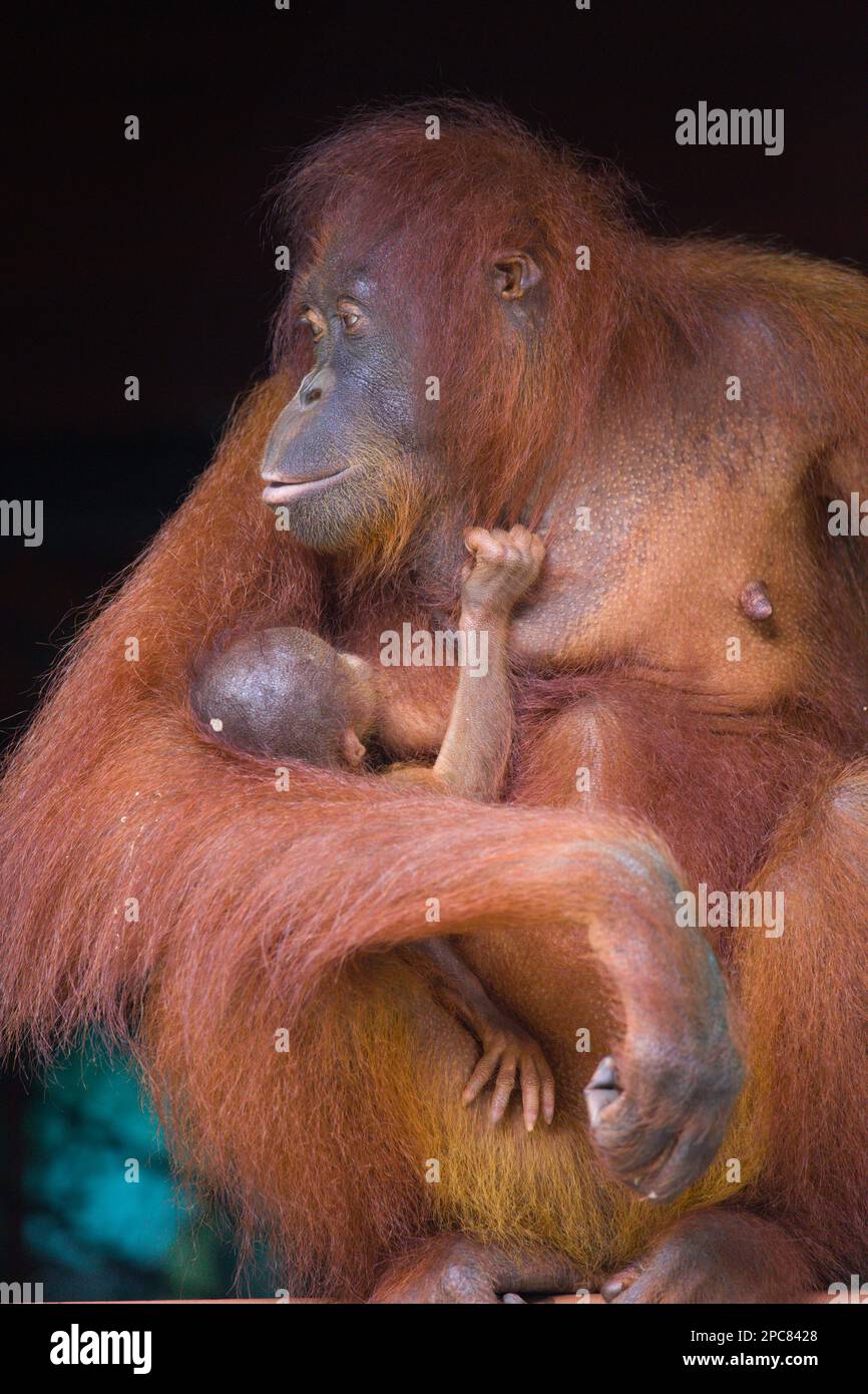 Orangutan, Pongo Pygmaeus, Malaysia, Sabah, Sepilok Stock Photo - Alamy