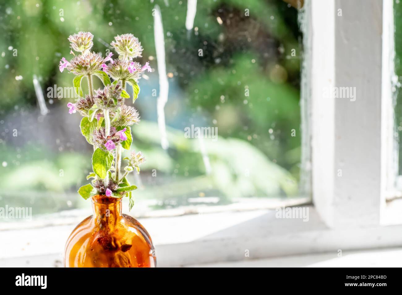 Clinopodium vulgare, wild basil on windowsill near old window. Collection of medicinal herbs by herbalist for preparation of elexirs and tinctures Stock Photo