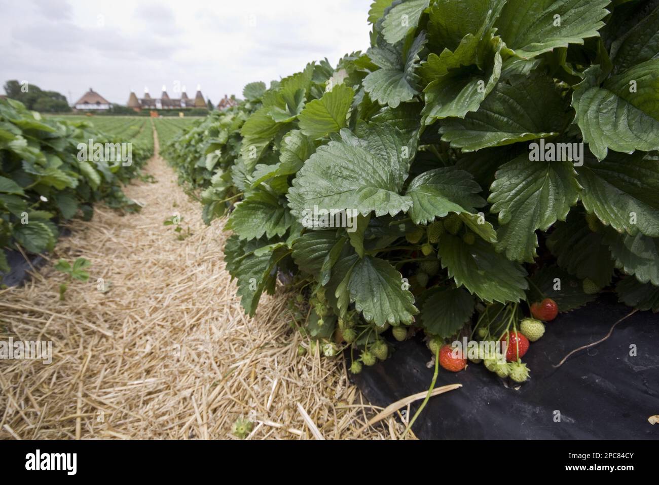 Sonata strawberries with Kent Oast House. Straw is used between the beds to prevent mud from splashing onto the fruit Stock Photo