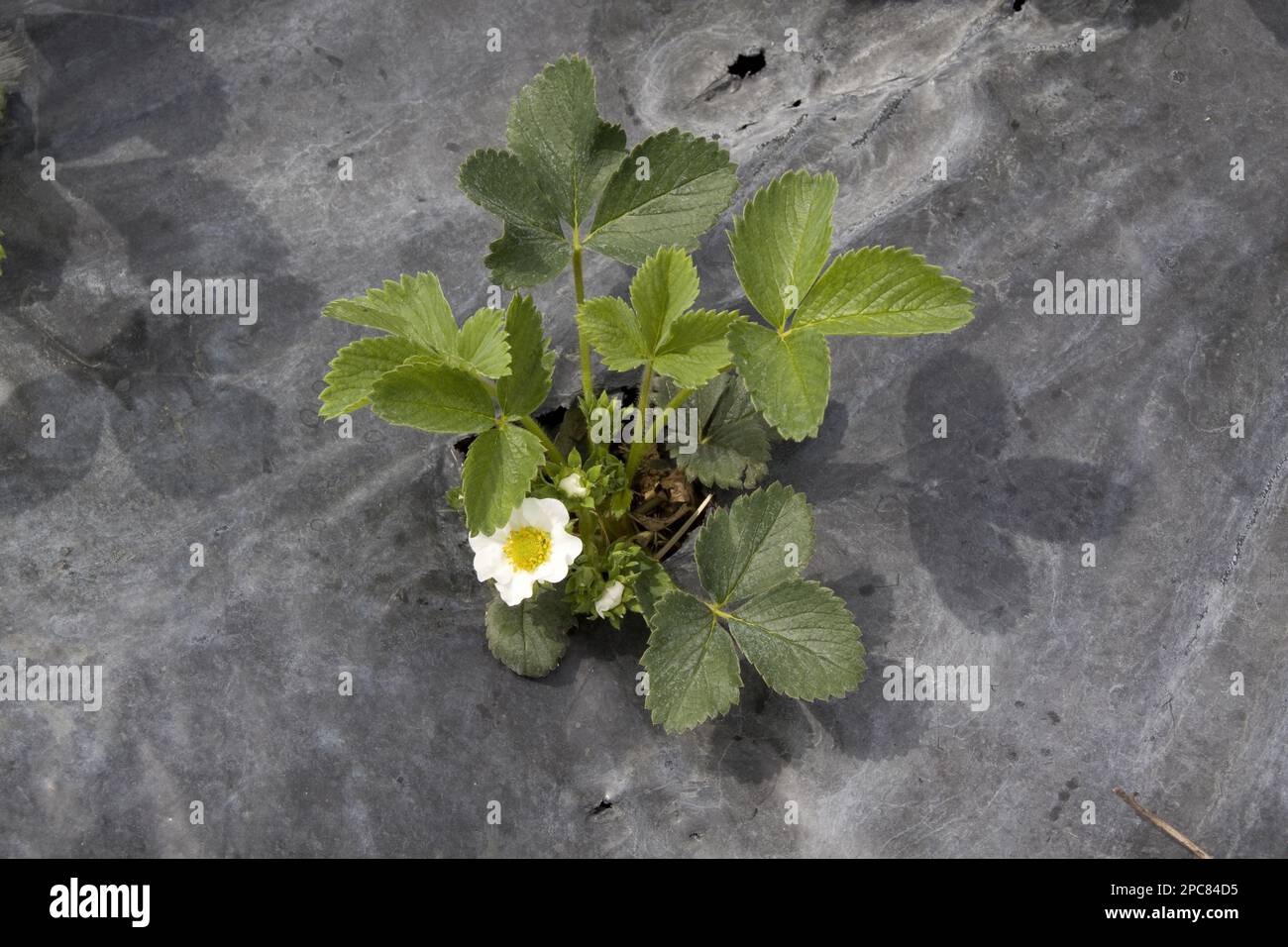 Young Elsanta strawberry plants, grow in raised beds covered with black