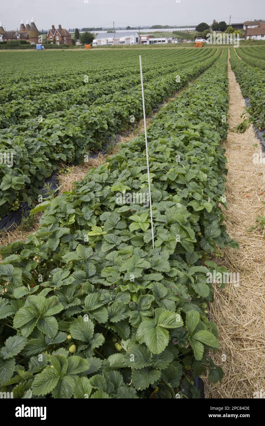 This white rod is an antenna that transmits the moisture content to the farmer Stock Photo