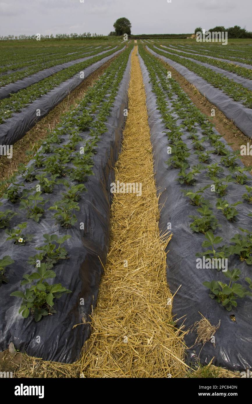Freshly laid straw used to reduce mud splashes on fruit. Elsanta