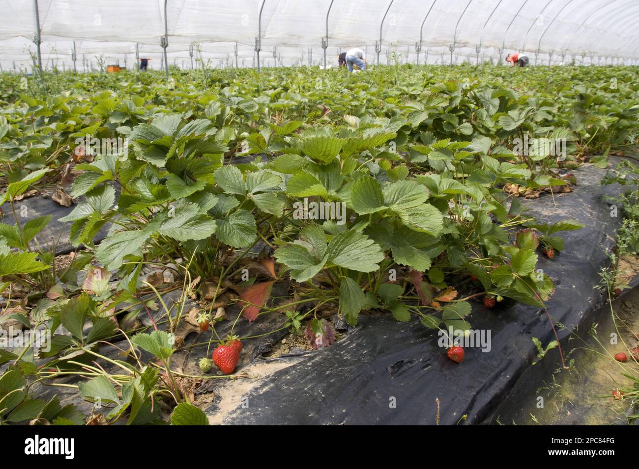 Commercial strawberry picking Stock Photo Alamy