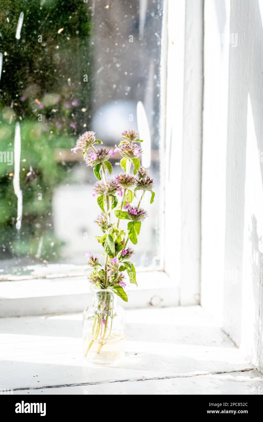 Clinopodium vulgare, wild basil on windowsill near old window. Collection of medicinal herbs by herbalist for preparation of elexirs and tinctures Stock Photo