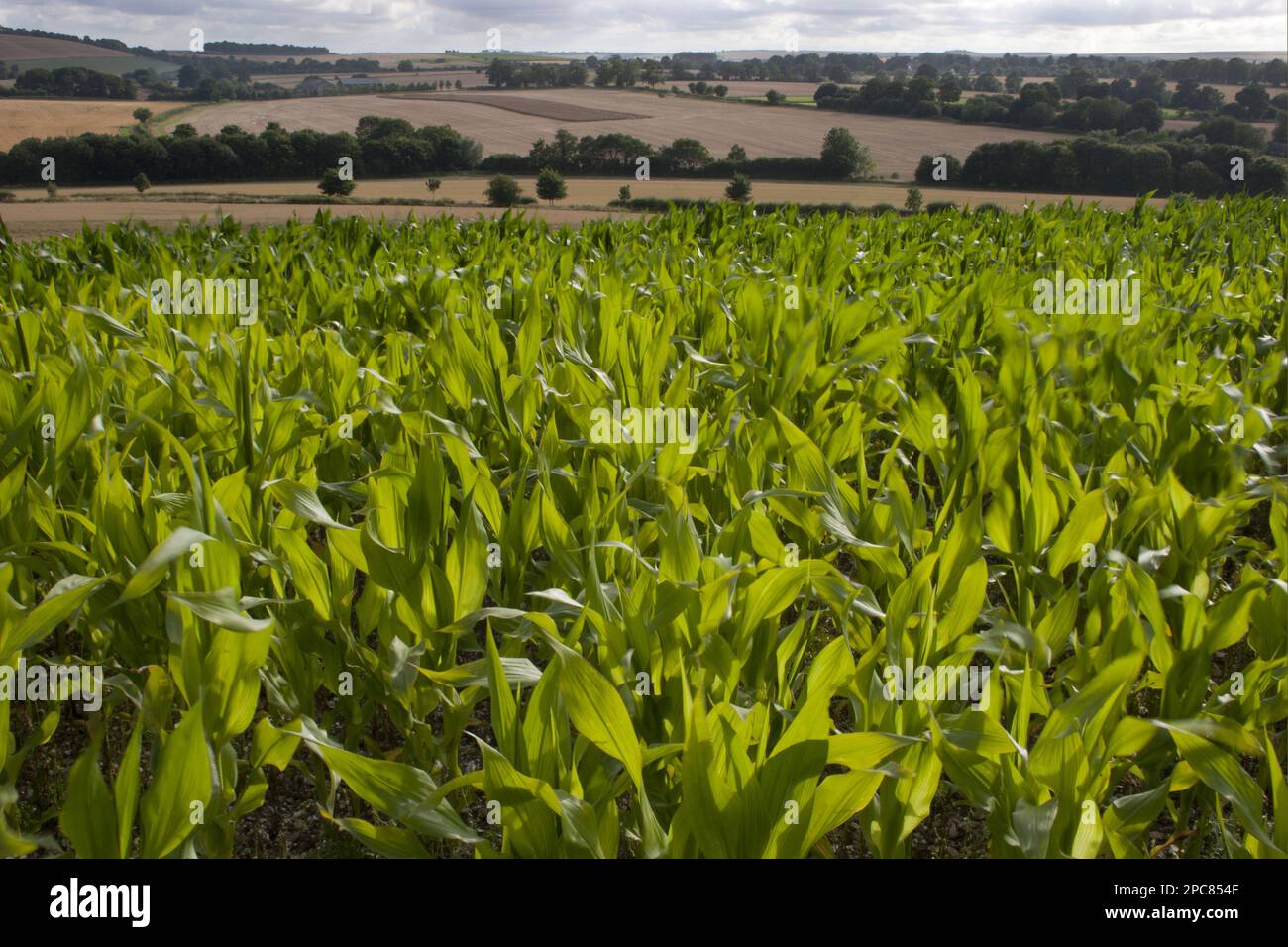 Corn (Zea mays) crop, young plants in the open, Wiltshire, England, United Kingdom Stock Photo