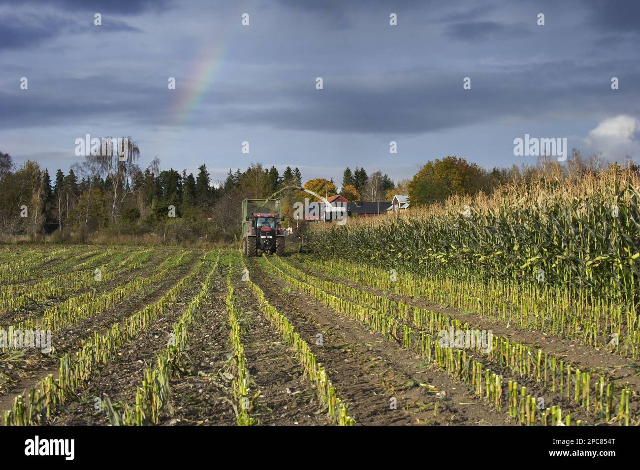 Maize (Zea mays) crop, Claas self-propelled forage harvester, chopping and loading tractor with trailer for silage animal feed, Sweden Stock Photo