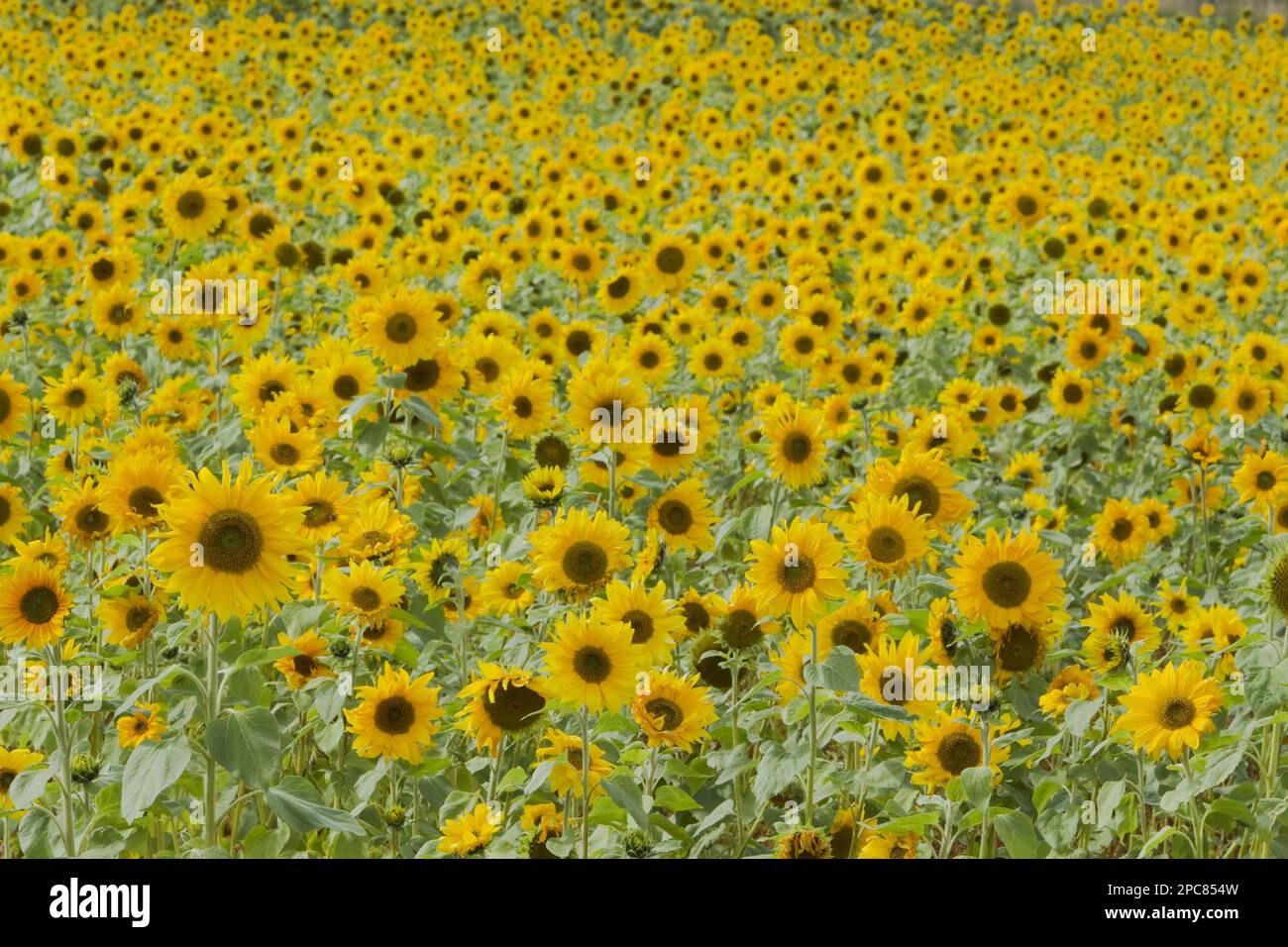 Sunflower (Helianthus annuus) crop, flowering in field, Essex, England, United Kingdom Stock