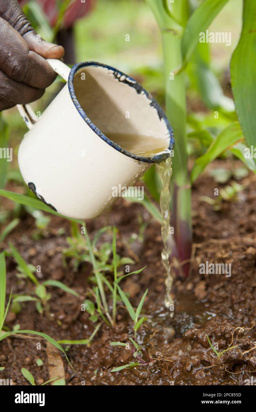 Maize Zea Mays Crop Agricultural Expert Showing Farmers How To Apply   Maize Zea Mays Crop Agricultural Expert Showing Farmers How To Apply Homemade Liquid Fertiliser To Plants Kenya 2PC855D 