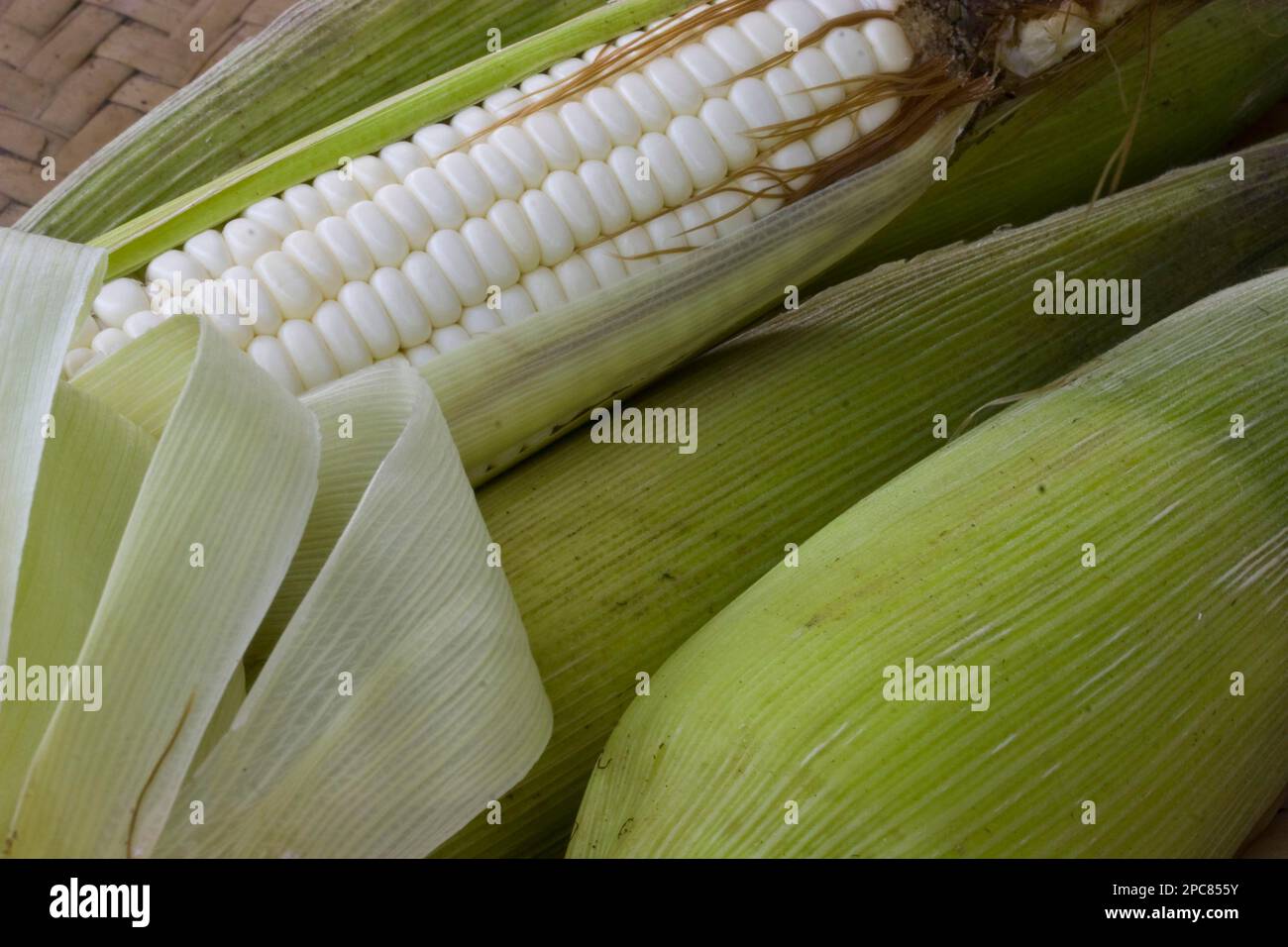 Corn (Zea mays) Closeup of the white sweet variety Corncob kernels
