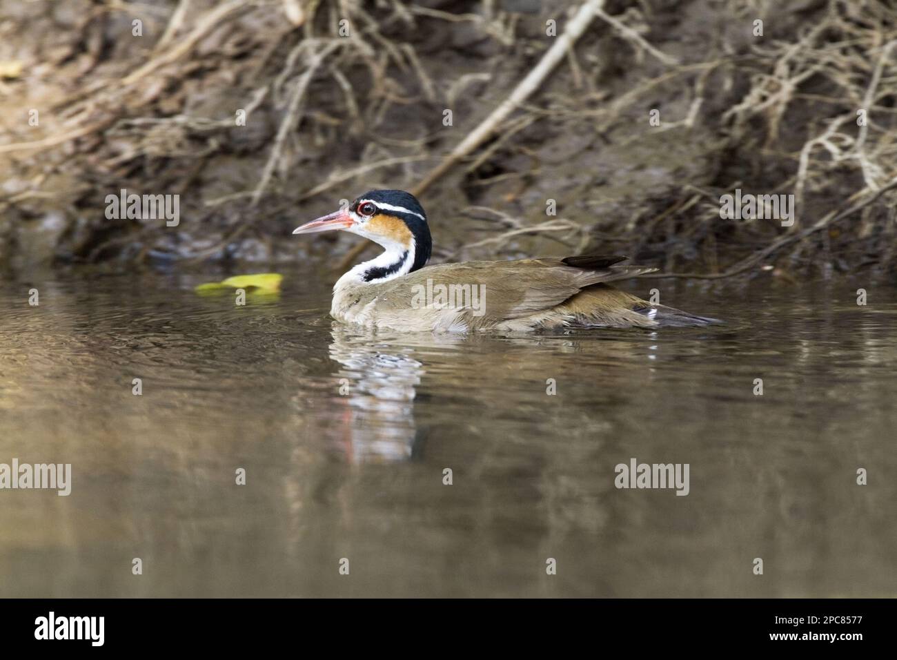 Sungrebe (Heliornis fulica) adult female, swimming on river, Costa Rica Stock Photo