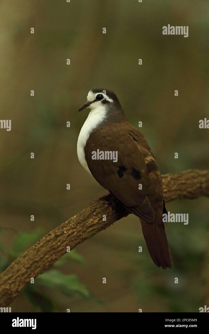 Tambourine dove (Turtur tympanistria), Tambourine Doves, Pigeons