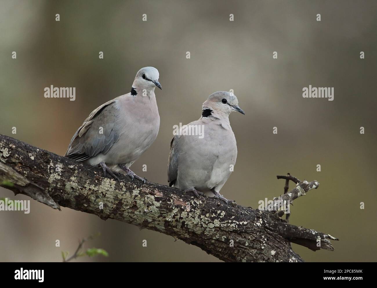 Cape turtle dove (Streptopelia capicola tropica), adult pair, sitting on a branch, Kruger N. P. Great Limpopo Transfrontier Park, South Africa Stock Photo