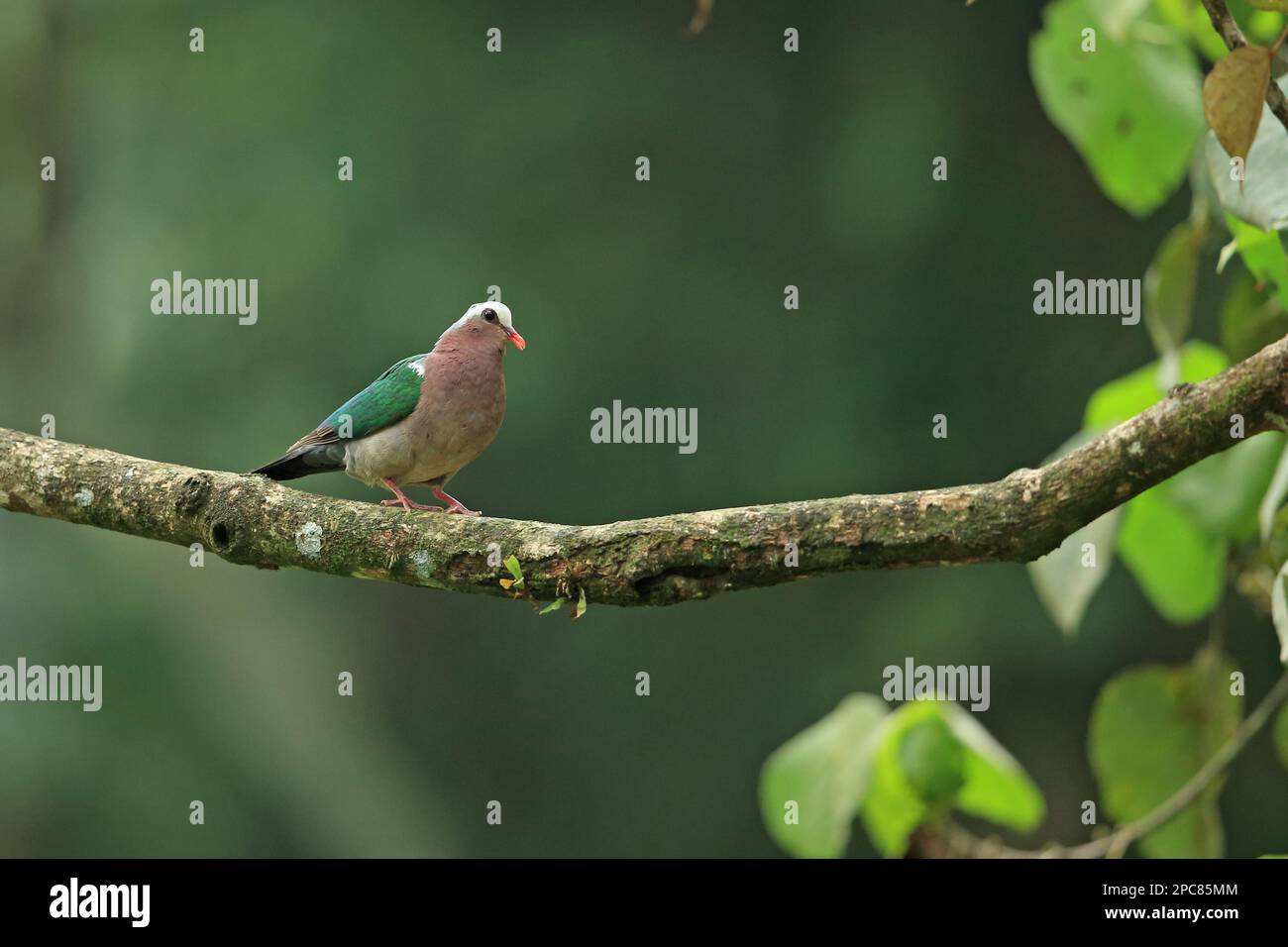 Emerald Dove (Chalcophaps indica robinsoni) adult, perched on branch, Sri Lanka Stock Photo