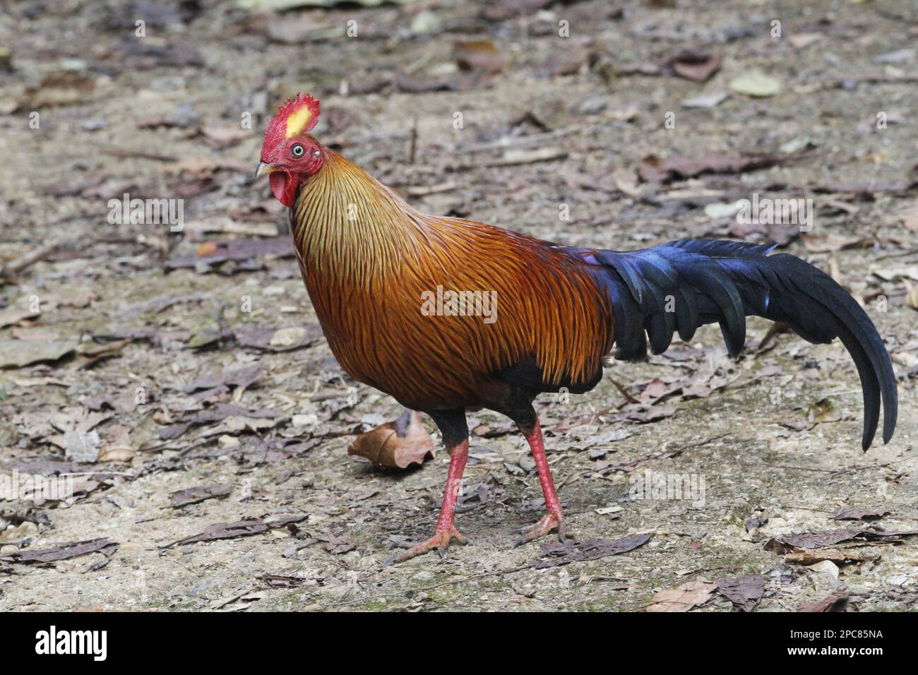 Gallus lafayettii, Ceylon Junglefowl, Lafayette Junglefowl, sri lankan ...