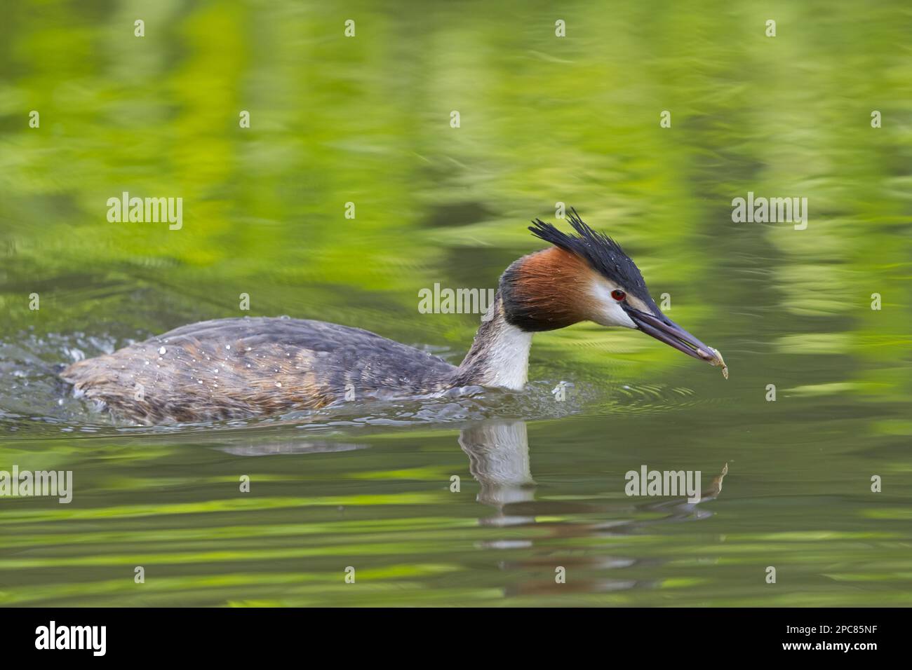 Great crested grebe (Podiceps cristatus) adult, with fish in beak, swimming in river, Thames, Berkshire, England, United Kingdom Stock Photo