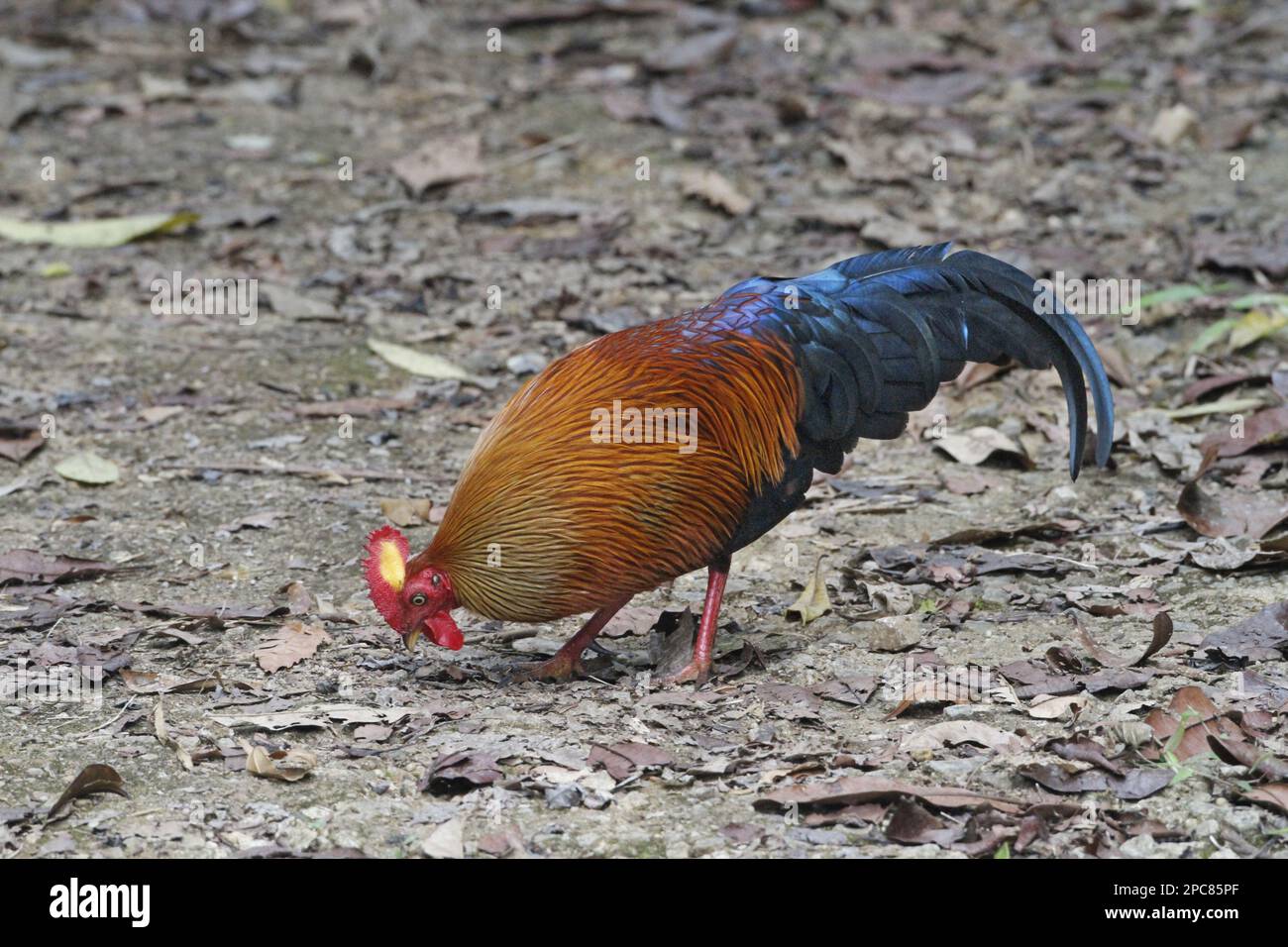 Gallus lafayettii, Ceylon Junglefowl, Lafayette Junglefowl, sri lankan ...