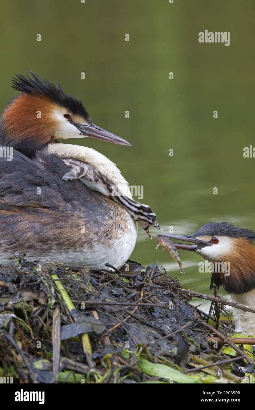 Great crested grebe (Podiceps cristatus) adult pair with chick, parent offers fish to chick on other parent's back in nest, Thames, Berkshire Stock Photo