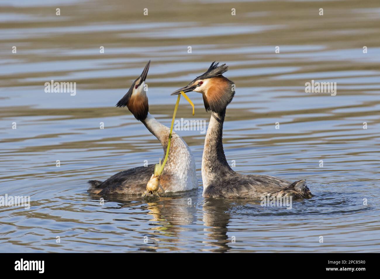 Great crested grebe (Podiceps cristatus), adult pair, breeding plumage, with weed offering, courting on the water, Thames, Henley-on-Thames Stock Photo