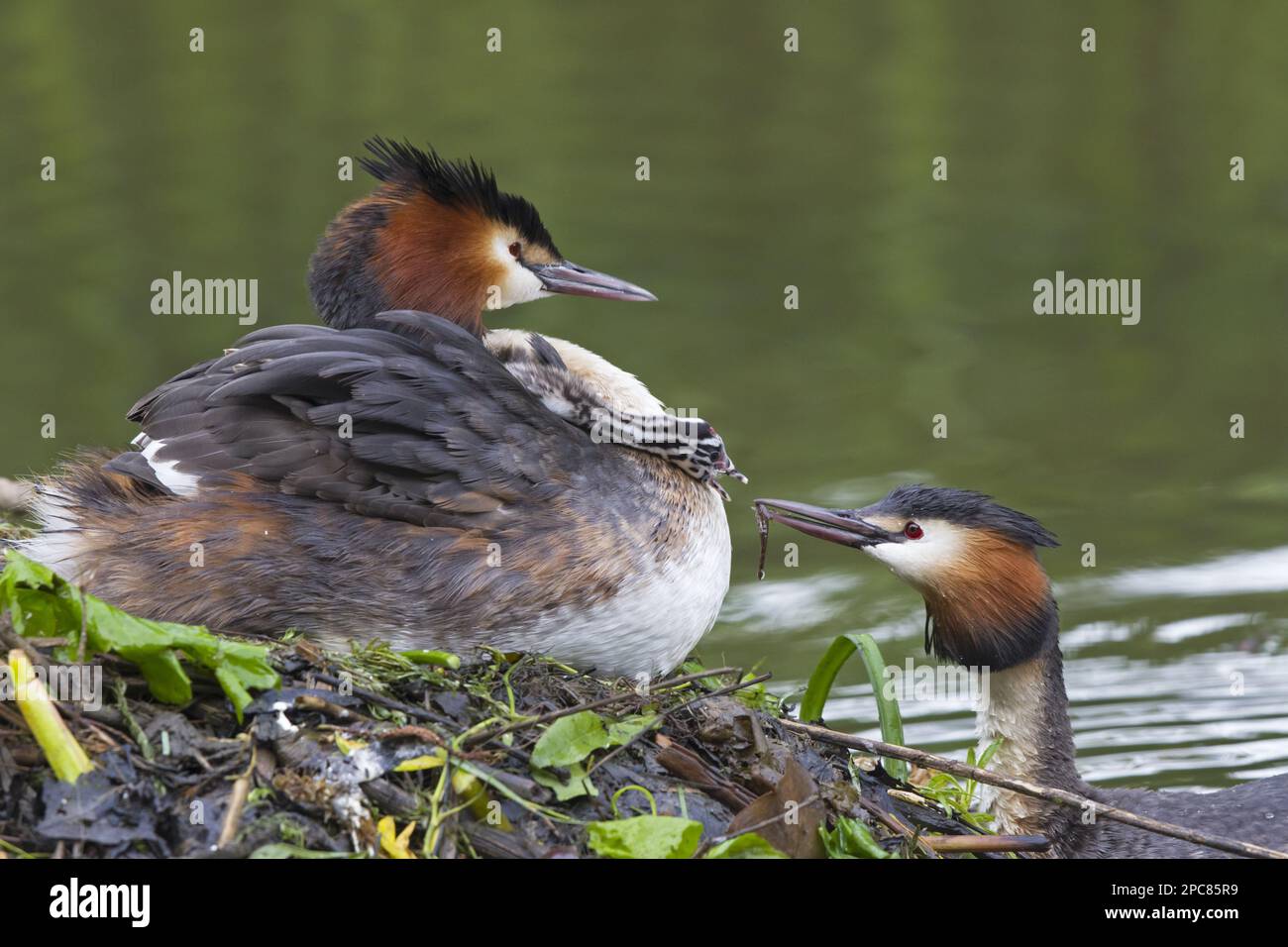 Great crested grebe (Podiceps cristatus) adult pair with chick, parent offers fish to chick on other parent's back in nest, Thames, Berkshire Stock Photo