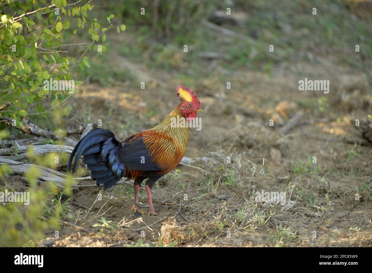 Gallus lafayettii, Ceylon Junglefowl, Lafayette Junglefowl, sri lankan junglefowls (Gallus lafayetii), Chicken Birds, Animals, Birds, Ceylon Stock Photo