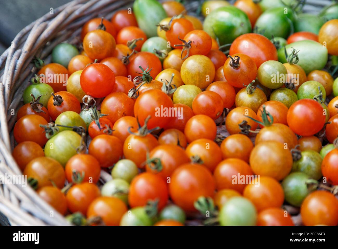 Cherry tomatoes in the wicker basket hi-res stock photography and ...