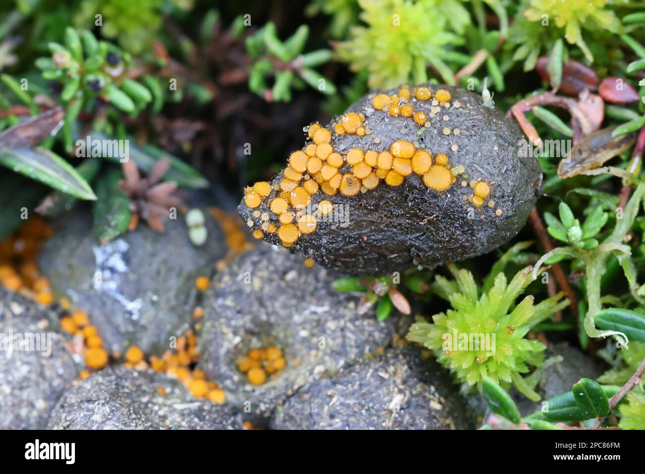 Cheilymenia stercorea, apothecial fungus growing on moose dung in Finland, no common English name Stock Photo