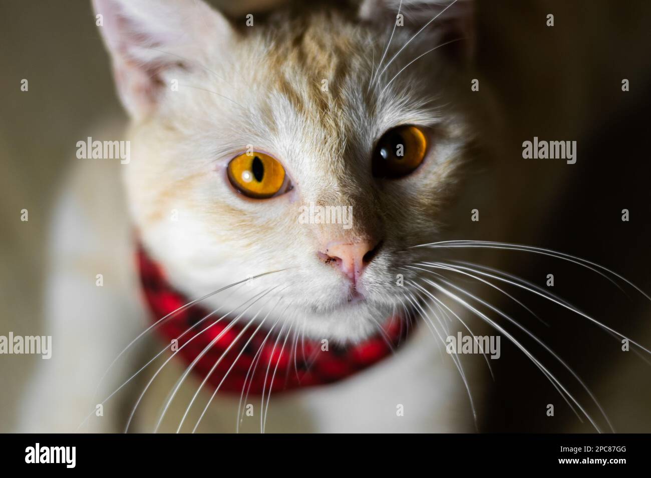 A top down photo of a ginger cat with a plaid red scarf sitting on the floor, head tilted up Stock Photo