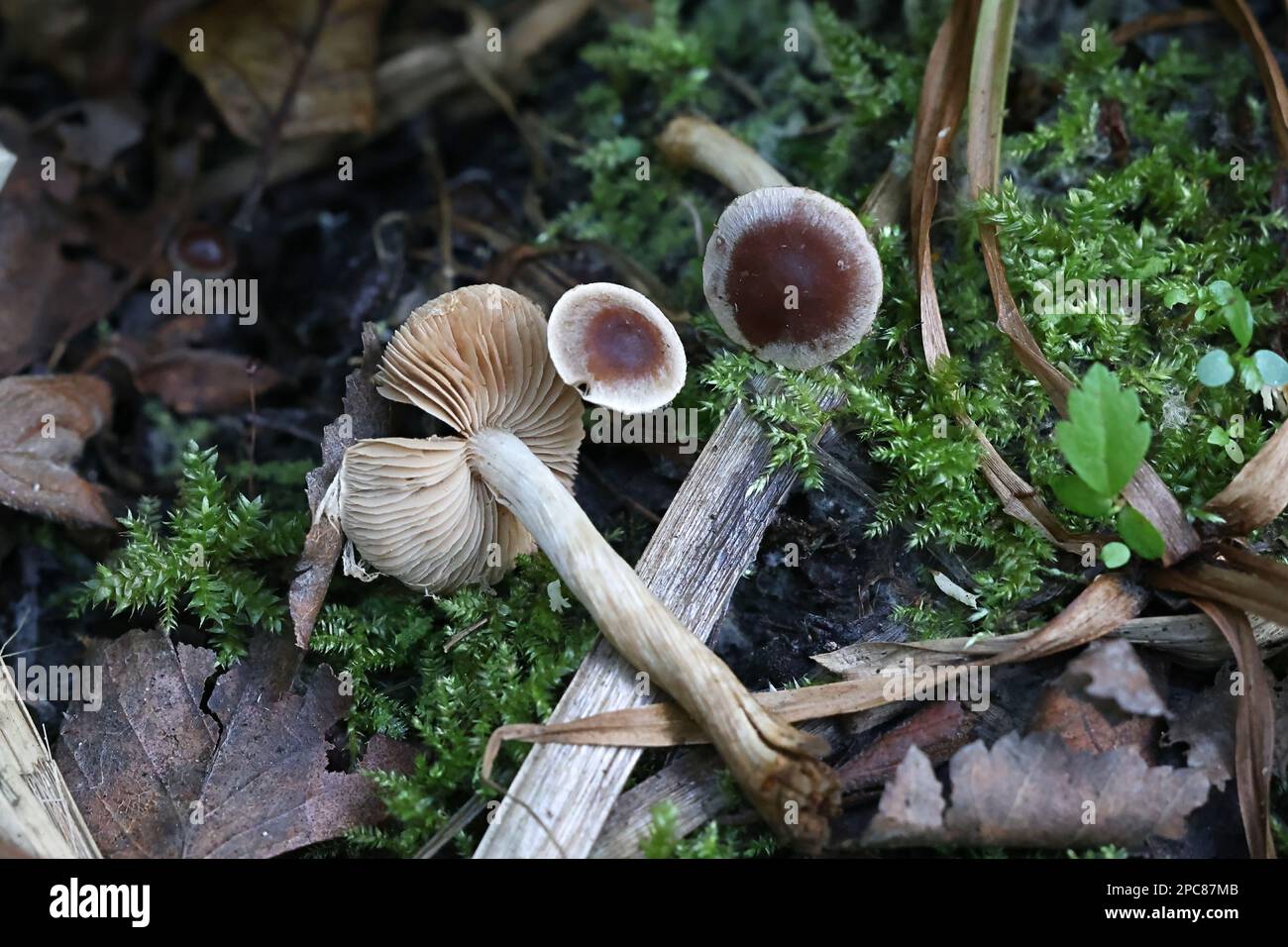 Hebeloma hygrophilum, a poison pie mushroom from Finland, no common English name Stock Photo