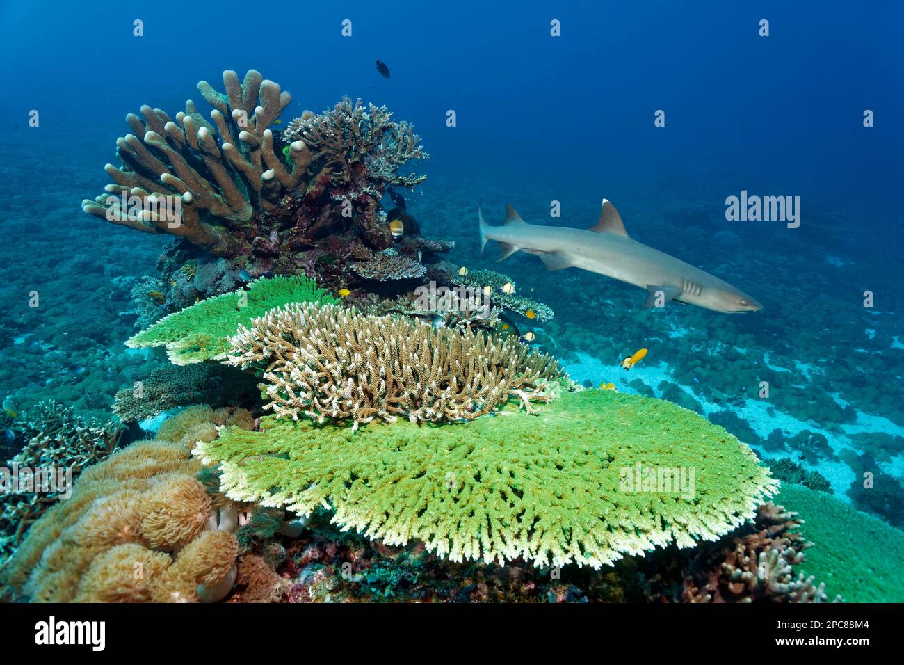Coral reef with Acropora corals, in front hyacinth table coral (Acropora hyacinthus), behind (Acropora hoeksemai), top left (Acropora loripes), top Stock Photo