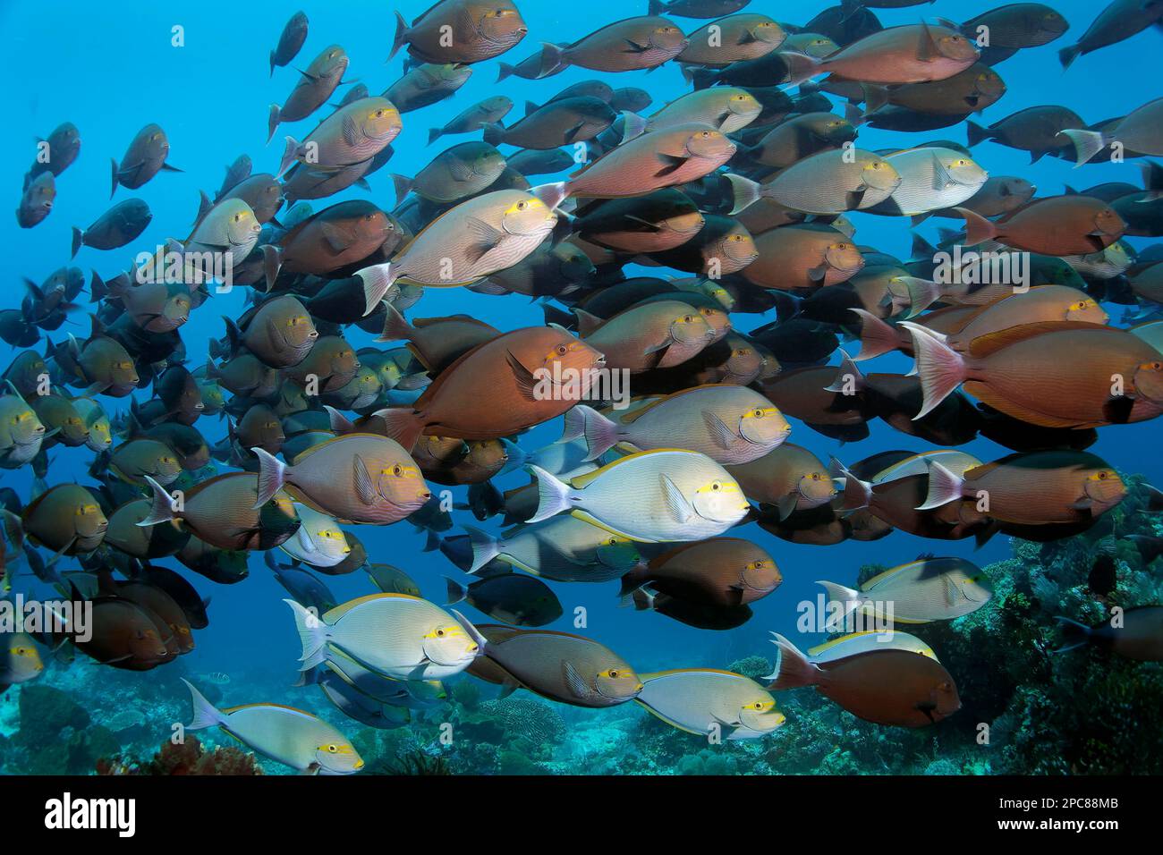 Shoal of eyespotted doctorfish (Acanthurus mata) swimming densely